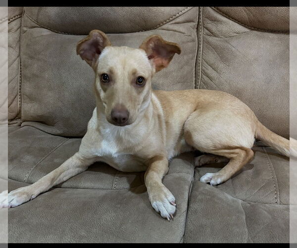 Medium Photo #2 Mutt Puppy For Sale in Clinton, OK, USA