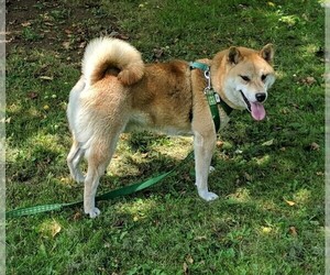 Father of the Shiba Inu puppies born on 07/12/2022