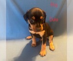 Small Photo #3 Miniature Pinscher Puppy For Sale in EWING, VA, USA