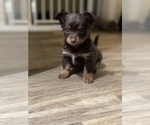 Small #1 Chihuahua