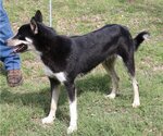 Small #2 Huskies  Mix
