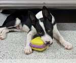 Small #8 Border Collie