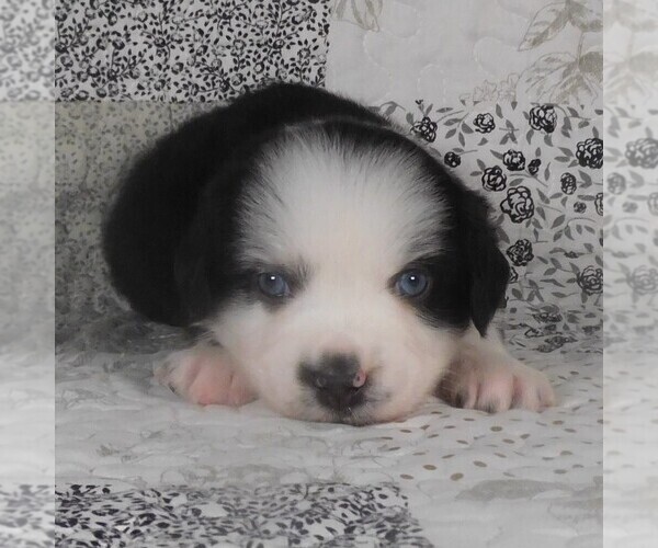 Medium Photo #5 Miniature Australian Shepherd Puppy For Sale in HARRISON, OH, USA