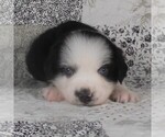 Small #4 Miniature Australian Shepherd