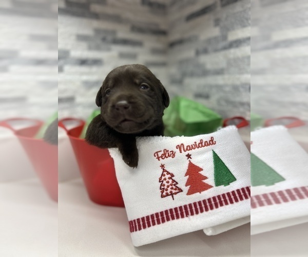 Medium Photo #1 Labrador Retriever Puppy For Sale in SOUTH DARTMOUTH, MA, USA