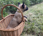 Small #1 Belgian Malinois