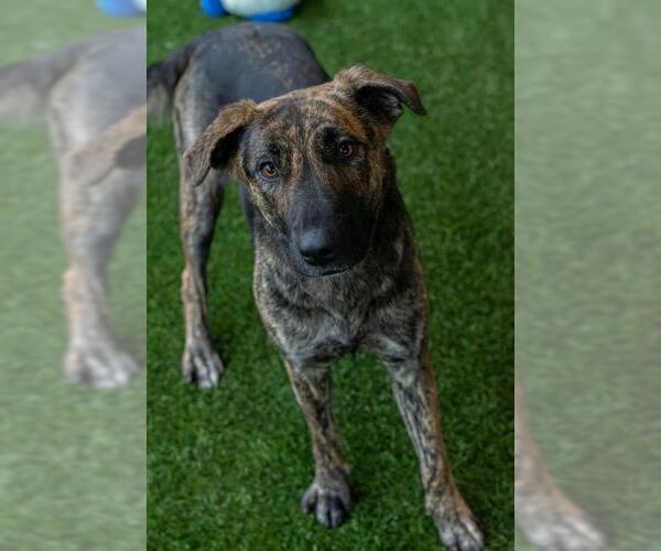 Medium Photo #3 German Shepherd Dog-Unknown Mix Puppy For Sale in Baytown, TX, USA