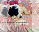 Small Photo #7 Sheepadoodle Puppy For Sale in BELLEFONTE, PA, USA