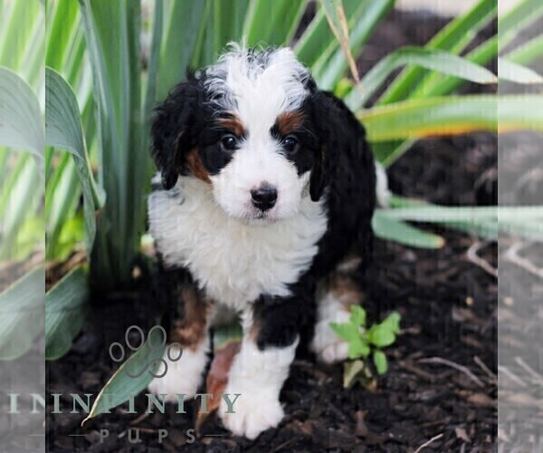 Medium Photo #6 Bernedoodle (Miniature) Puppy For Sale in LITITZ, PA, USA