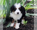 Small #5 Bernedoodle (Miniature)