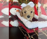 Puppy Beige female Poodle (Toy)