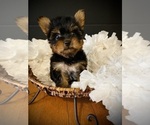 Small #4 Yorkshire Terrier