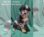 Small #1 Australian Shepherd