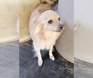 Chihuahua Dogs for adoption in Santa Clarita, CA, USA