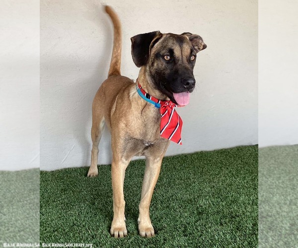 Medium Photo #2 Mutt Puppy For Sale in San Diego, CA, USA