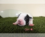 Small Photo #5 American Bully Puppy For Sale in BALTIMORE, MD, USA