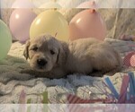 Small Photo #51 Golden Retriever Puppy For Sale in MODESTO, CA, USA