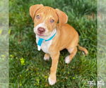 Small #2 Retriever  Mix