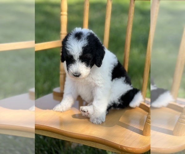 Medium Photo #3 Goldendoodle Puppy For Sale in MARYVILLE, MO, USA
