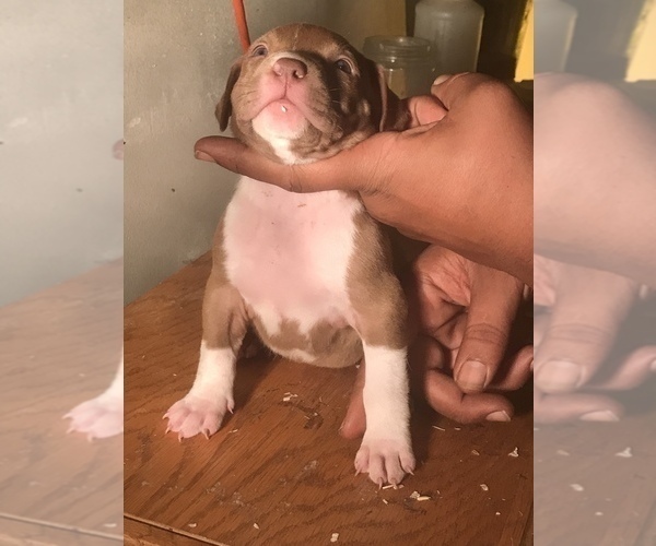 Medium Photo #1 American Bully Puppy For Sale in CO SPGS, CO, USA