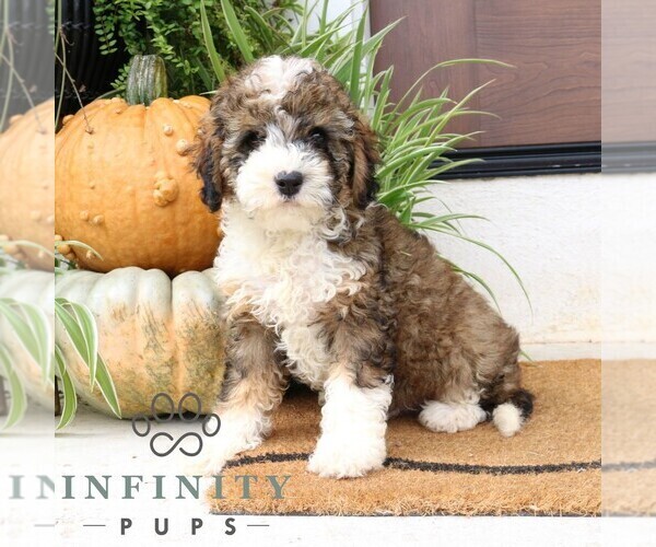 Medium Photo #1 Cavapoo Puppy For Sale in NARVON, PA, USA