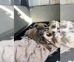 Small Photo #11 Great Dane Puppy For Sale in FLOWERY BRANCH, GA, USA