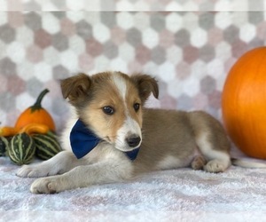 Border Collie Puppy for sale in LANCASTER, PA, USA