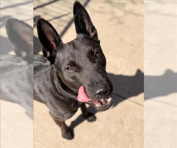 Medium Photo #1 German Shepherd Dog-Unknown Mix Puppy For Sale in Tulsa, OK, USA