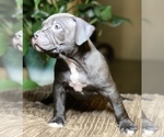 Small Photo #9 American Bully Puppy For Sale in PHILA, PA, USA