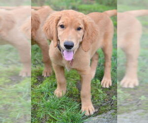 Golden Retriever Dogs for adoption in Germanton, TN, USA