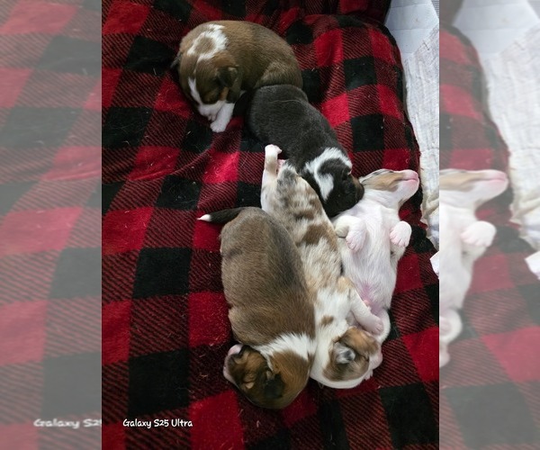 Medium Photo #1 Shetland Sheepdog Puppy For Sale in LOGANVILLE, GA, USA