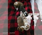 Small Shetland Sheepdog