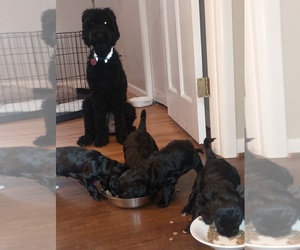 Golden Mountain Doodle  Puppy for sale in HAMBURG, NY, USA