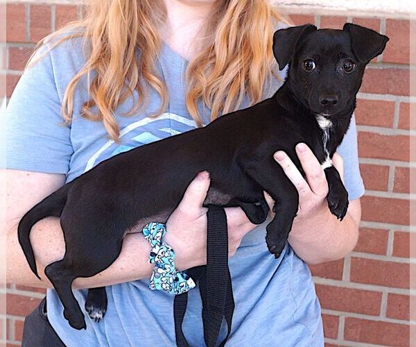 Medium Photo #3 Chihuahua Puppy For Sale in Carrollton, TX, USA