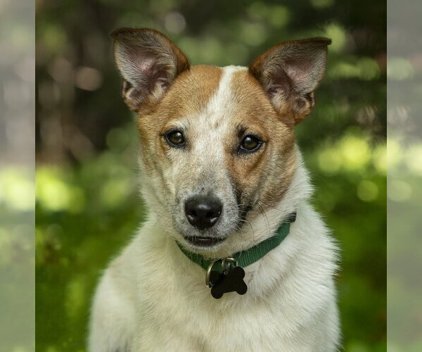 Medium Photo #5 Mutt Puppy For Sale in Garden City, NY, USA