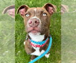 Small #30 American Pit Bull Terrier Mix