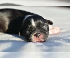 Shih Tzu Puppy for sale in PALM COAST, FL, USA