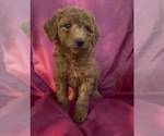 Small #2 Cavapoo-Goldendoodle Mix