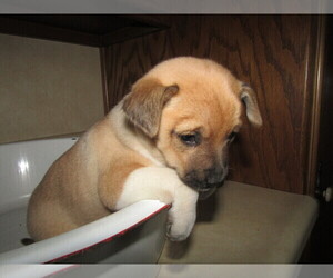 Chiranian Puppy for sale in HUDSON, MI, USA