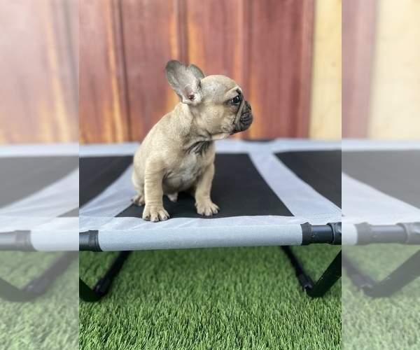 Medium Photo #10 French Bulldog Puppy For Sale in OCEANSIDE, CA, USA