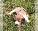 Small Photo #6 Schneagle Puppy For Sale in BURKE, SD, USA