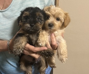 Shorkie Tzu Puppy for sale in VIRGINIA BEACH, VA, USA