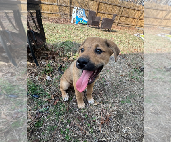 Medium Photo #3 Australian Shepherd-Unknown Mix Puppy For Sale in Holly Springs, NC, USA