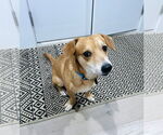Small #3 Chihuahua Mix