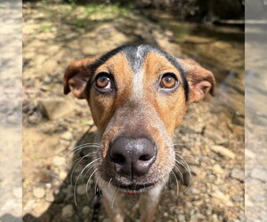 Darby    Lower Fee! - Female Australian Shepherd Dog for Adoption - Photo #11
