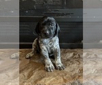 Puppy Black German Shorthaired Pointer