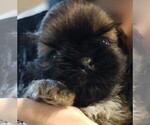 Small #1 Shih Tzu