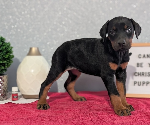 Medium Photo #7 Doberman Pinscher Puppy For Sale in GOSHEN, IN, USA