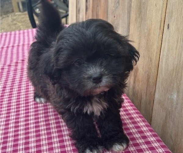 Medium Photo #2 Zuchon Puppy For Sale in DRY RIDGE, KY, USA