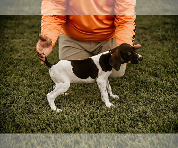 Medium Photo #9 German Shorthaired Pointer Puppy For Sale in GAINESVILLE, GA, USA